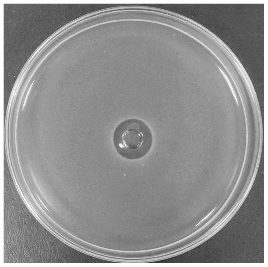 Antibacterial peptide YHX-5 and application thereof