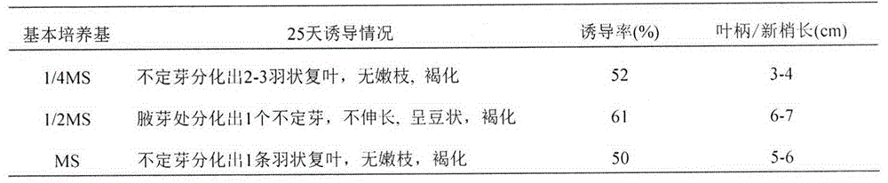 In-vitro propagation method of taxodium hybrids 'zhongshansha136'