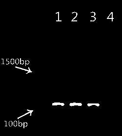 Simple method for efficiently extracting DNA (deoxyribonucleic acid) from soil samples