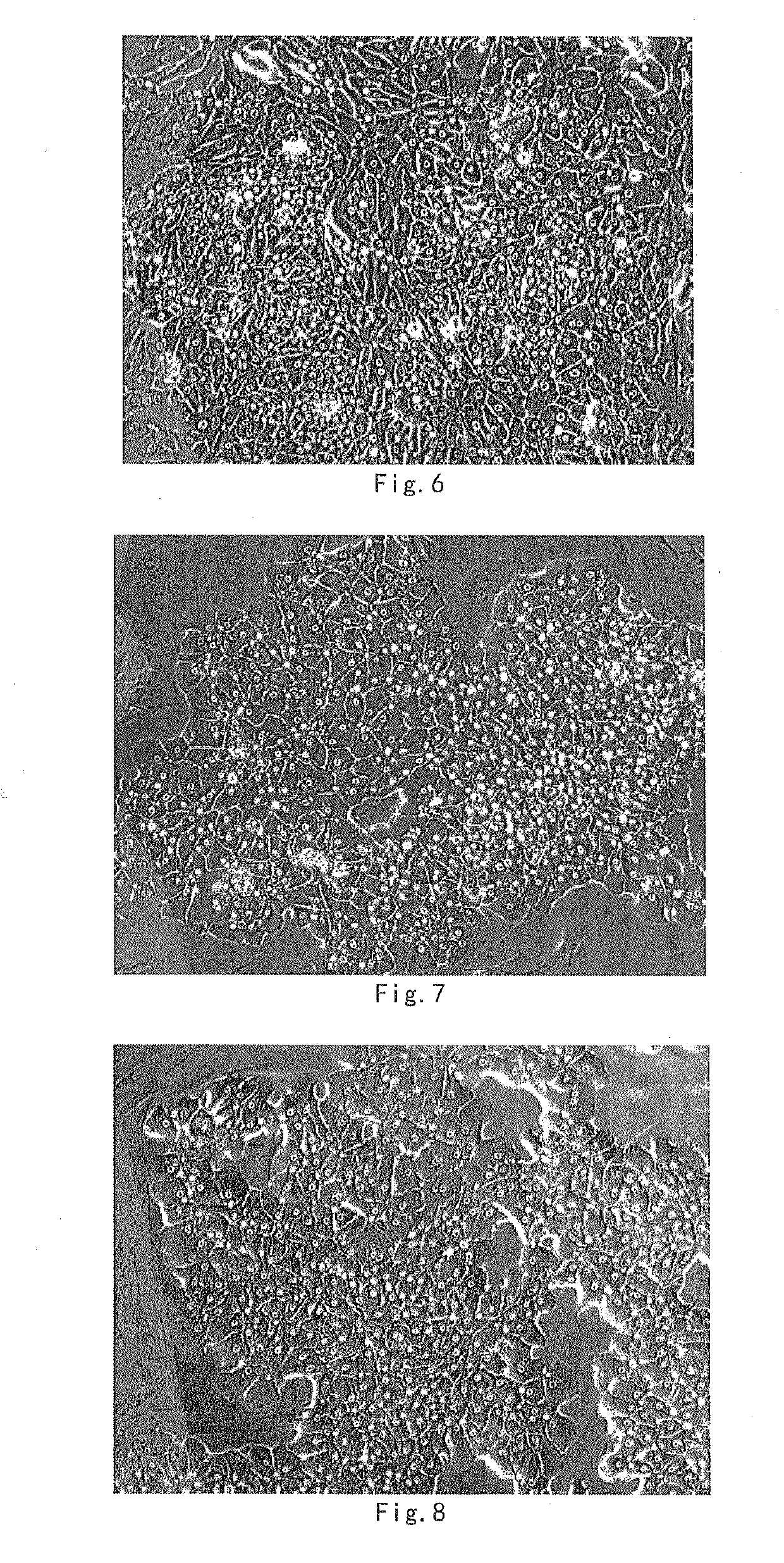 Culture method for long-term maintenance and proliferation subculture of human hepatocytes