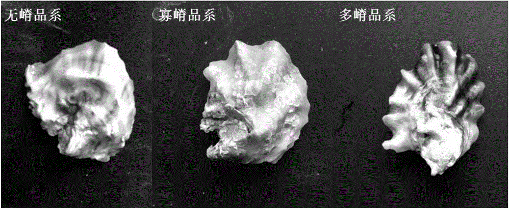 A seed production method of Kumamoto oyster marked by the number of radial ridges on the left shell