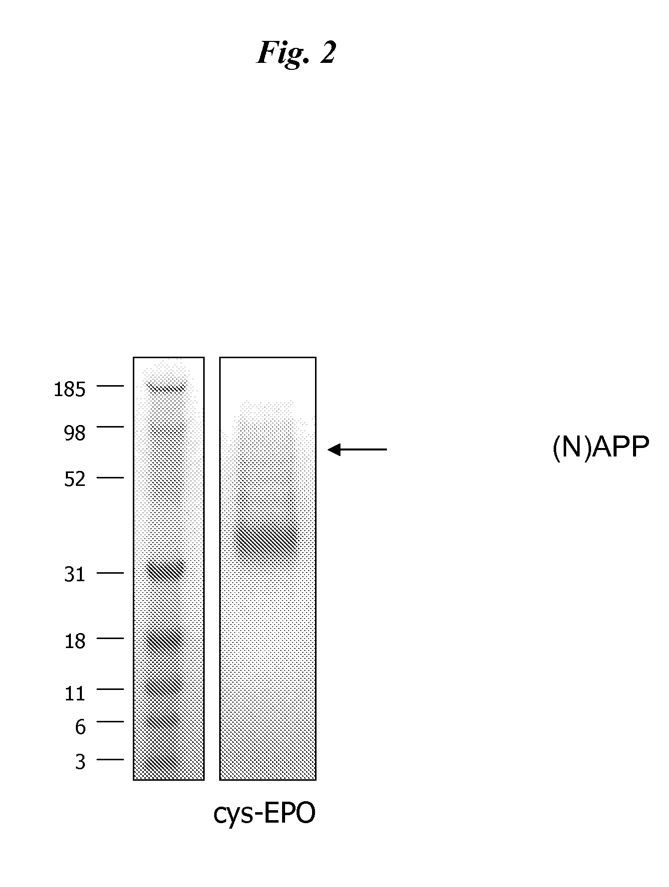 Novel recombinant proteins with n-terminal free thiol