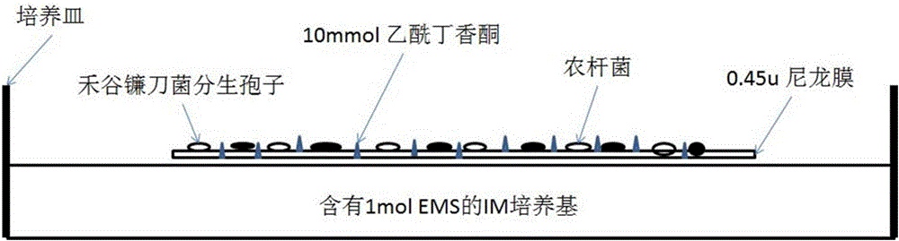 Method for fixed-point knockout of chitin synthase gene