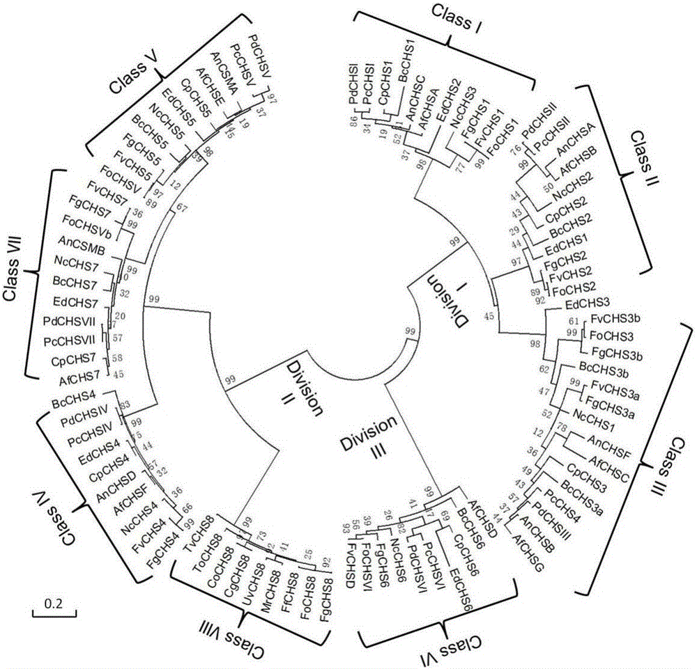 Method for fixed-point knockout of chitin synthase gene