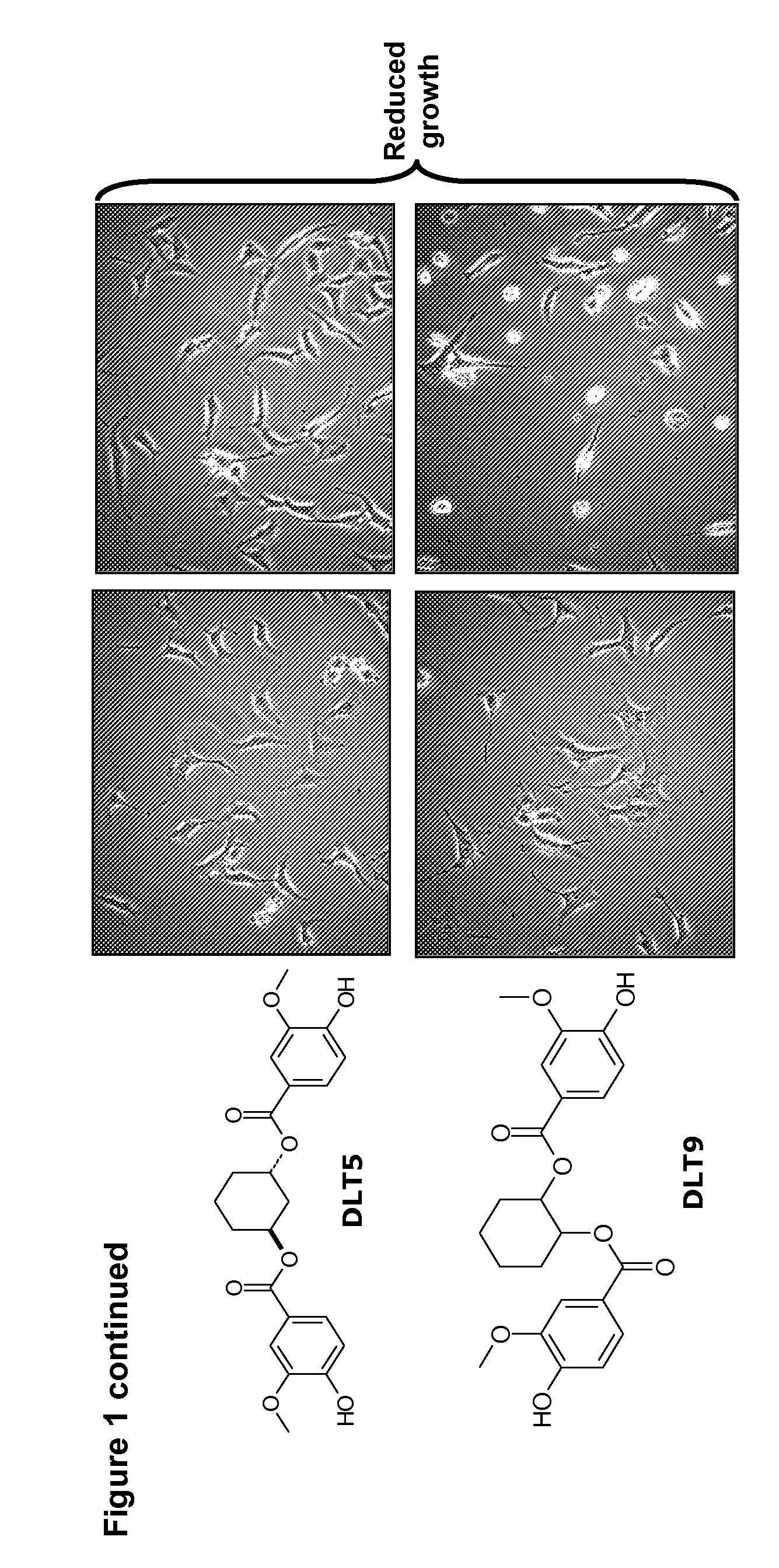 Di-Vanilloyl And Tri-Vanilloyl Derivatives For Use In Anti-Cancer Therapy