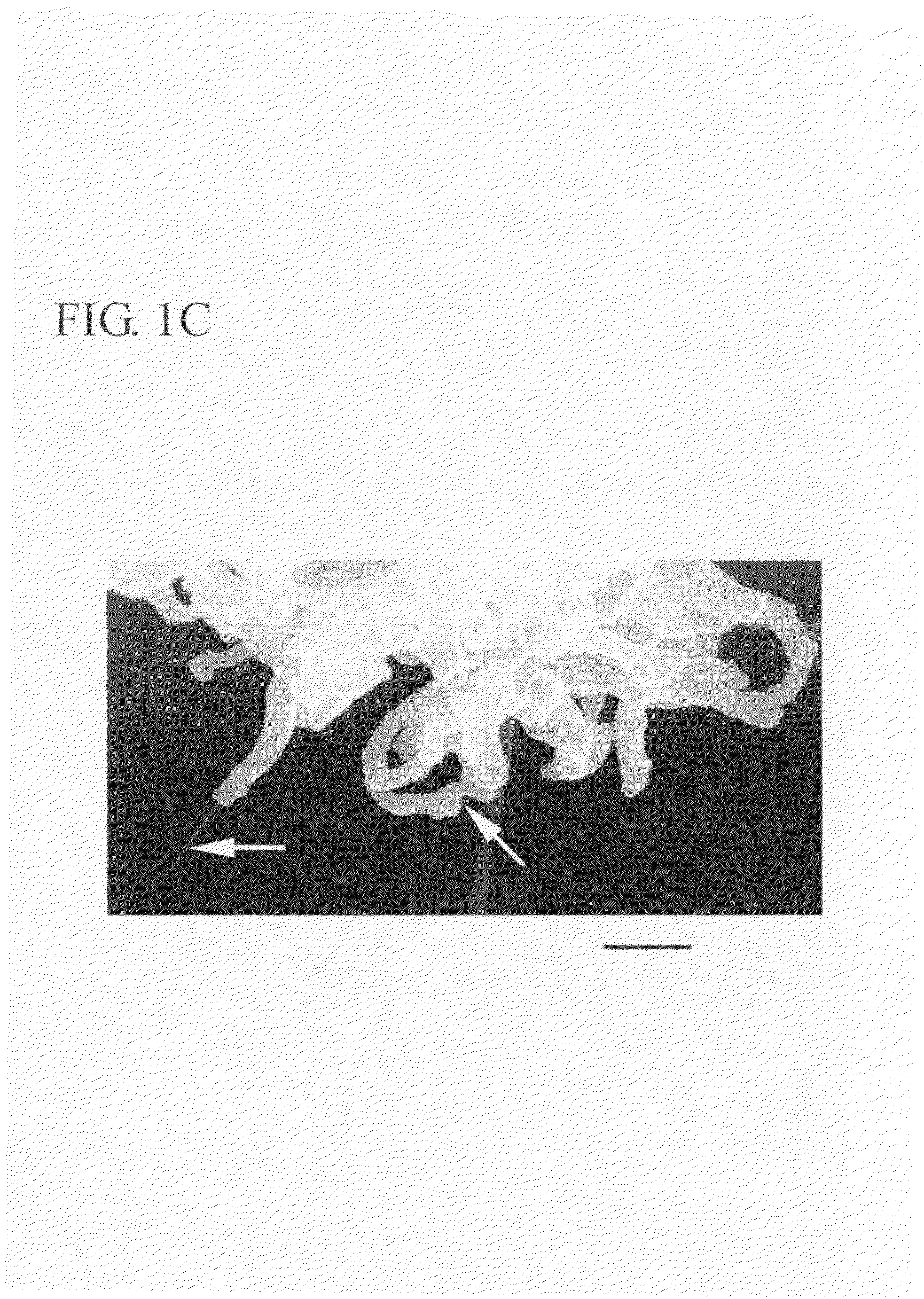 Methods for osmylating and ruthenylating single-walled carbon nanotubes