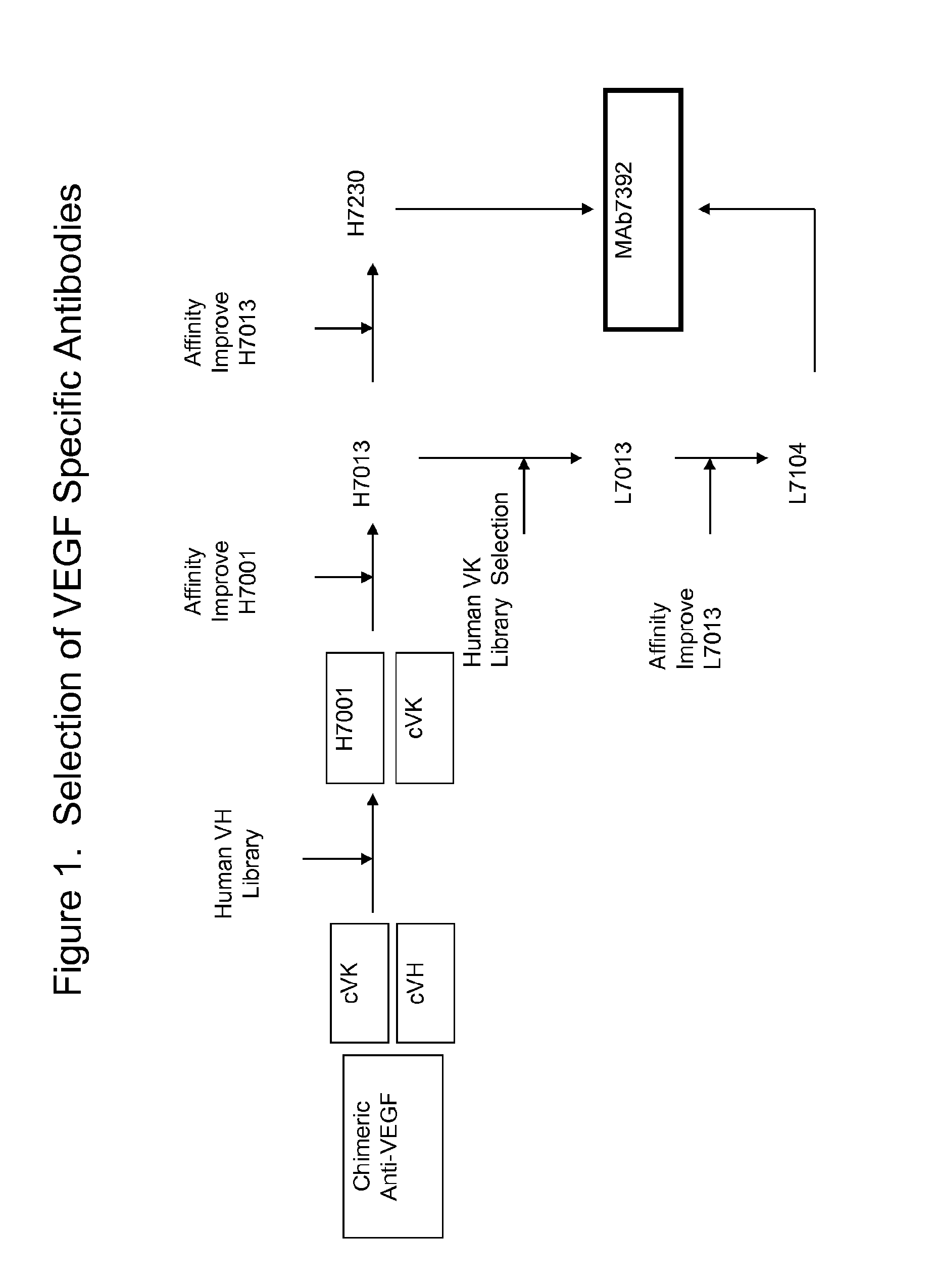 Anti-vegf antibodies and uses thereof