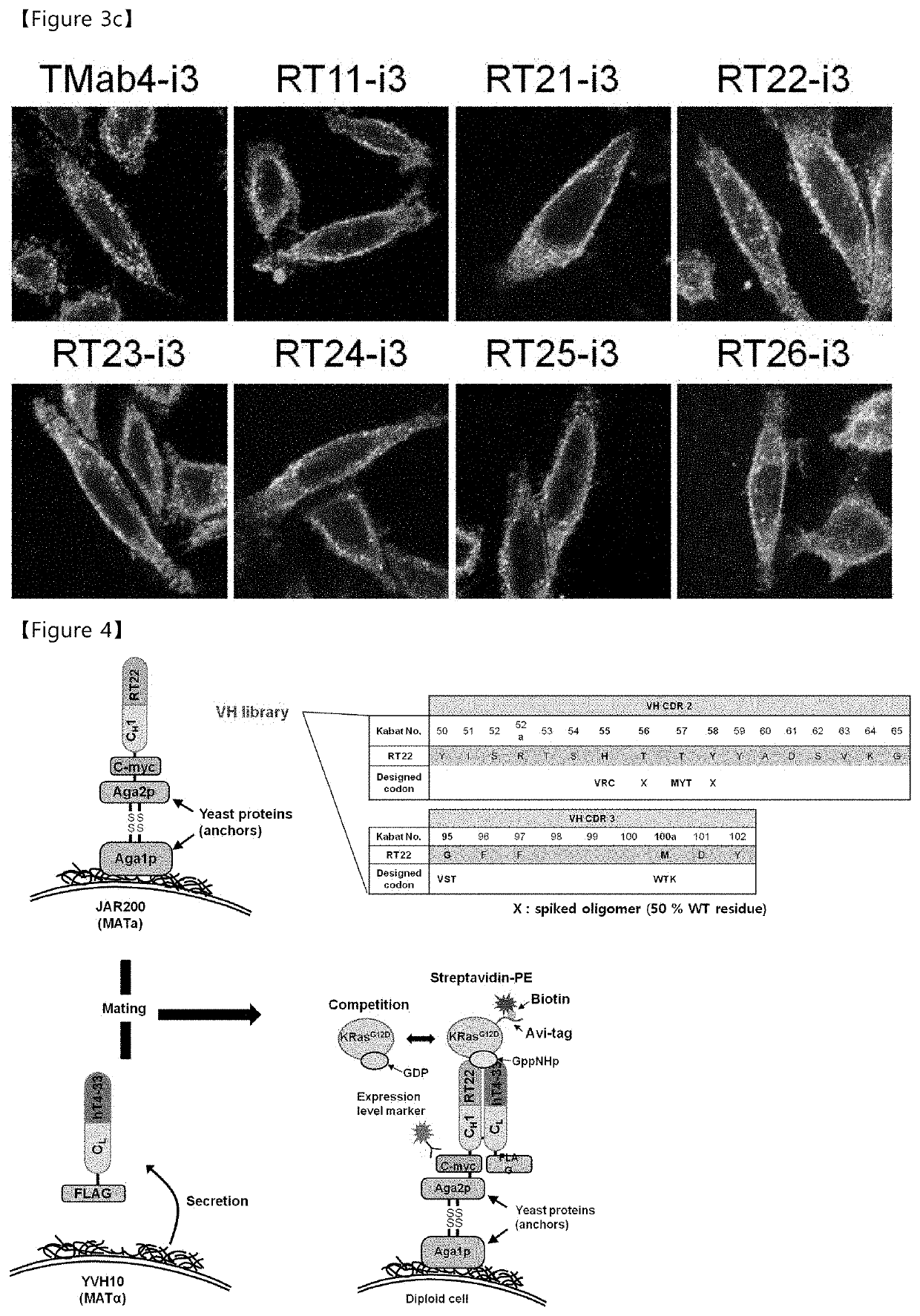 Antibody inhibiting activated ras in cell by internalizing into cytosol of cell, and use thereof