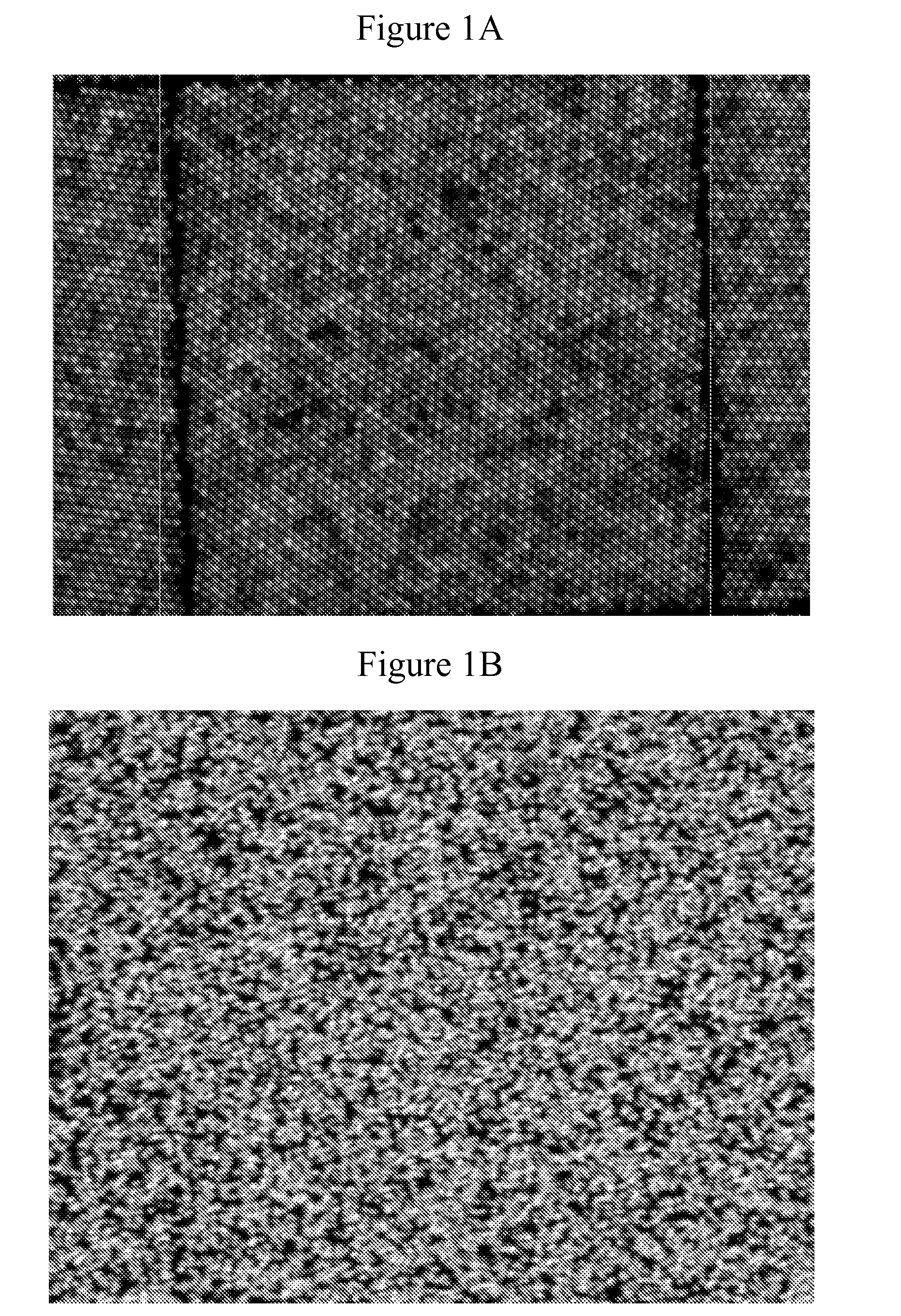 Kinetic exclusion amplification of nucleic acid libraries