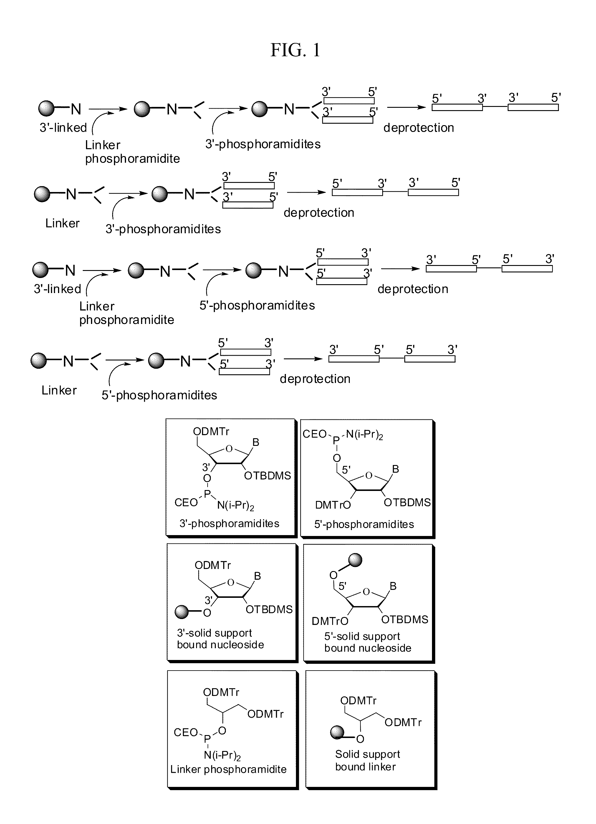 Synthetic rna-based agonists of tlr7