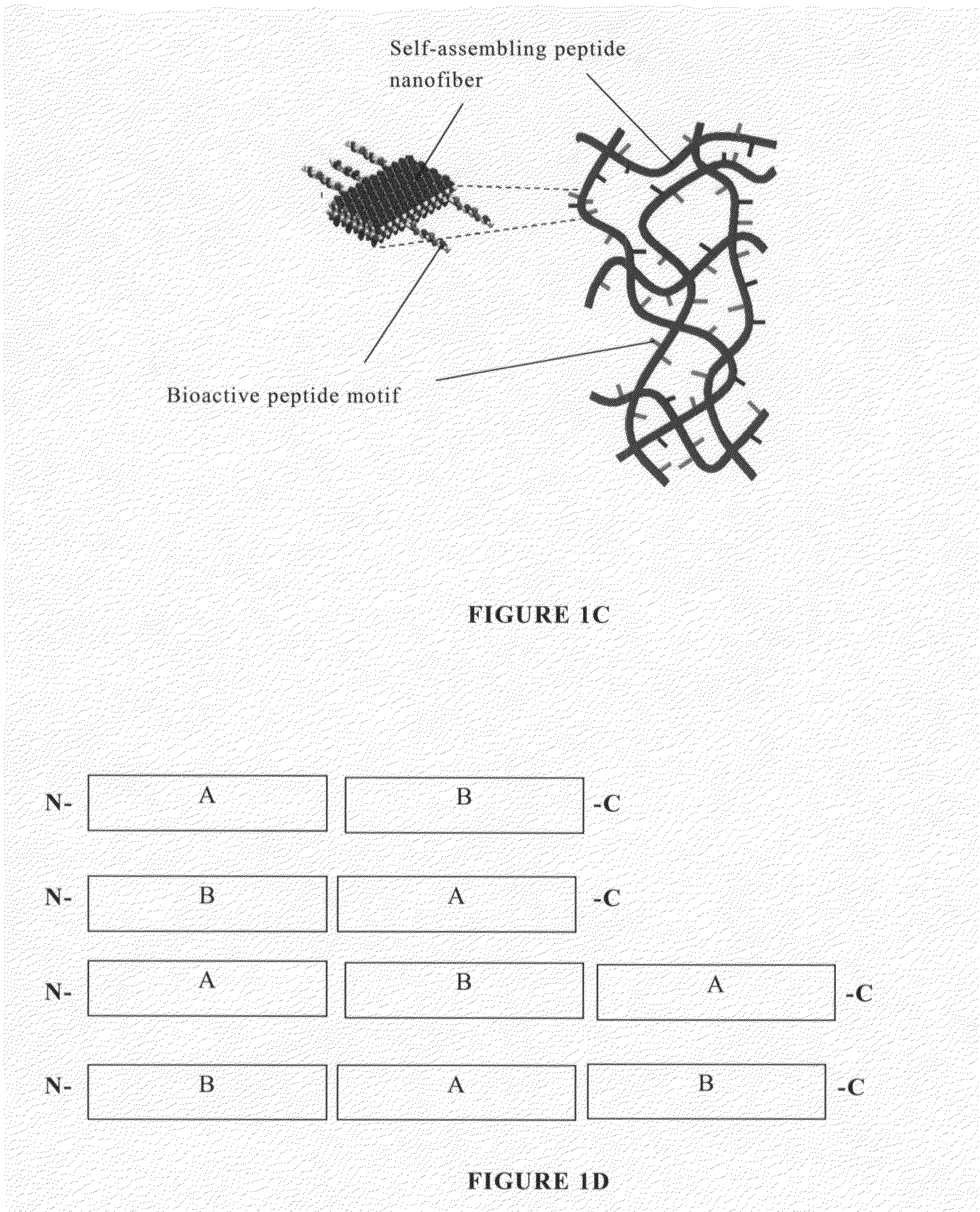 Modified self-assembling peptides