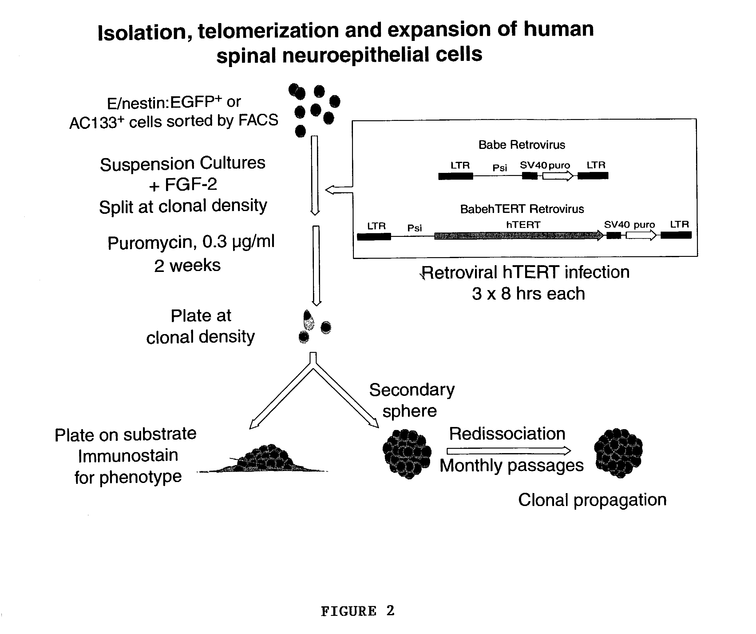 Telomerase immortalized neural progenitor cells