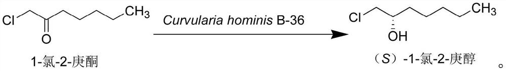 Curvularia crescens b-36 and its application in the synthesis of chiral alcohols