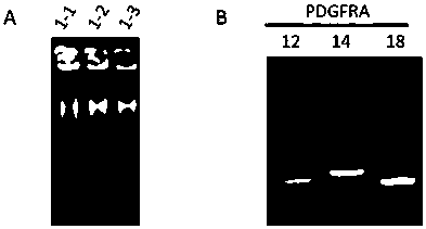 Primer combination and its application for detecting pdgfra gene mutation in trace tissue