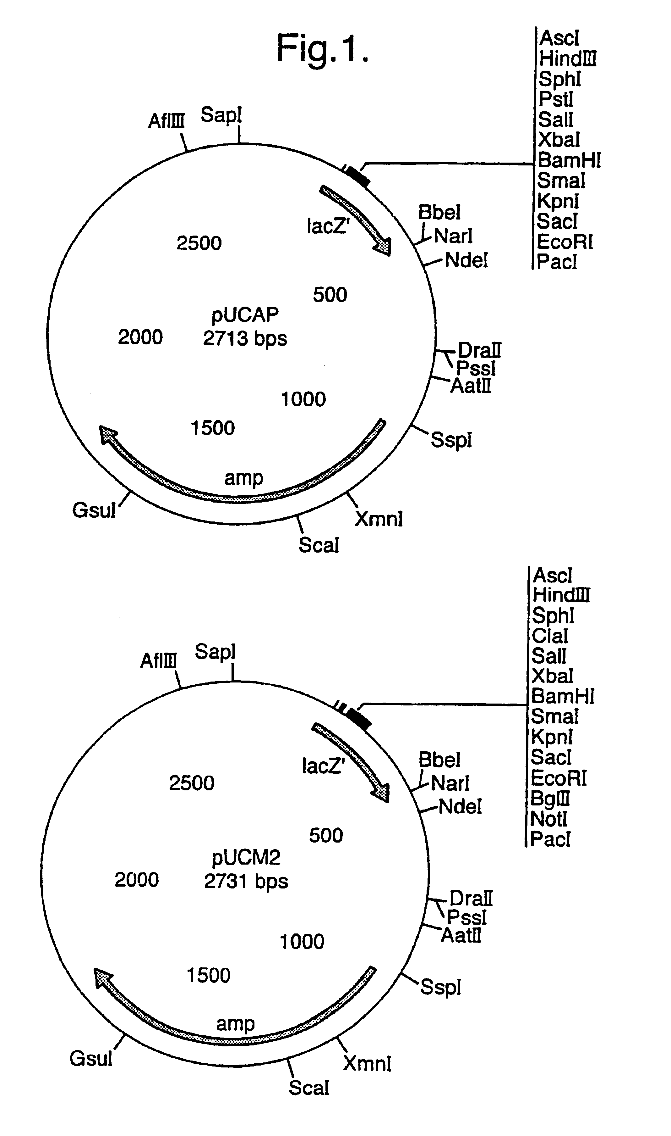 Methods and composition for modulating flavonols content