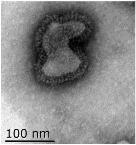 Caprine parainfluenza virus type 3 JS14-2 strain and application thereof