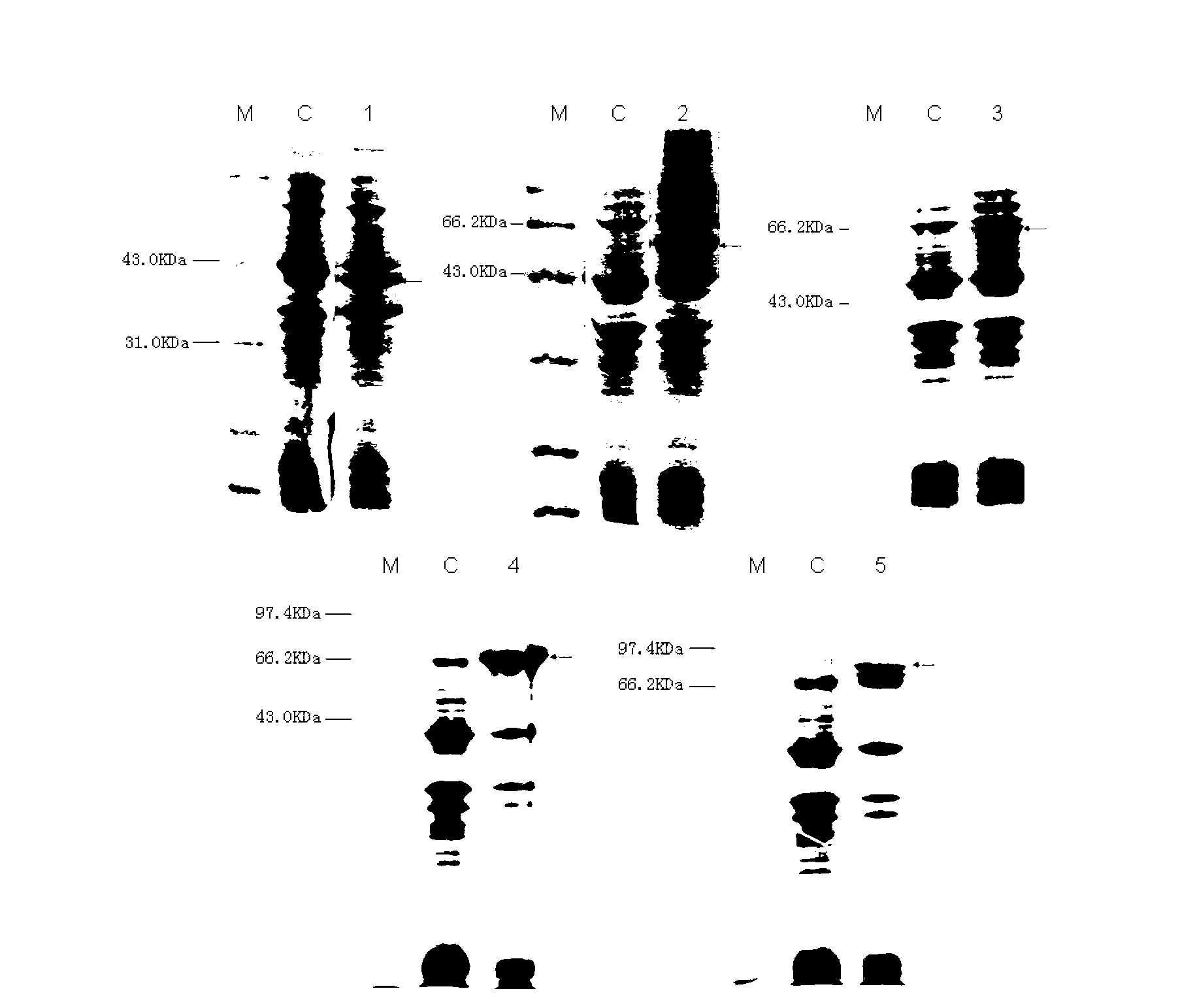 Alginate lyase biosynthesis gene cluster