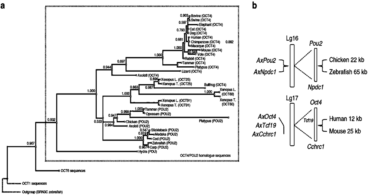 Method using salamander Oct4 to reprogram human blood cells into iPSC