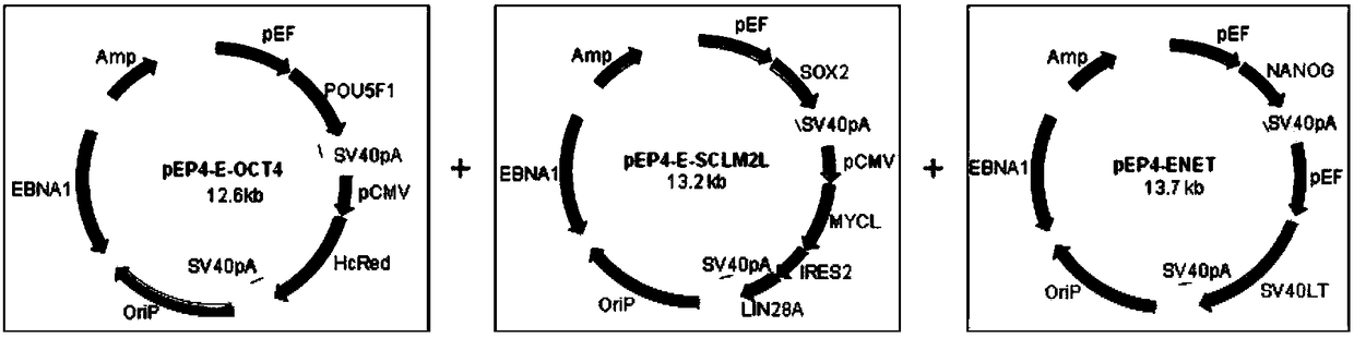 Method using salamander Oct4 to reprogram human blood cells into iPSC