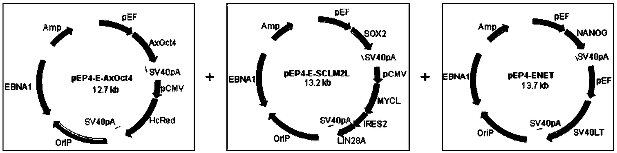 Method using salamander Oct4 to reprogram human blood cells into iPSC