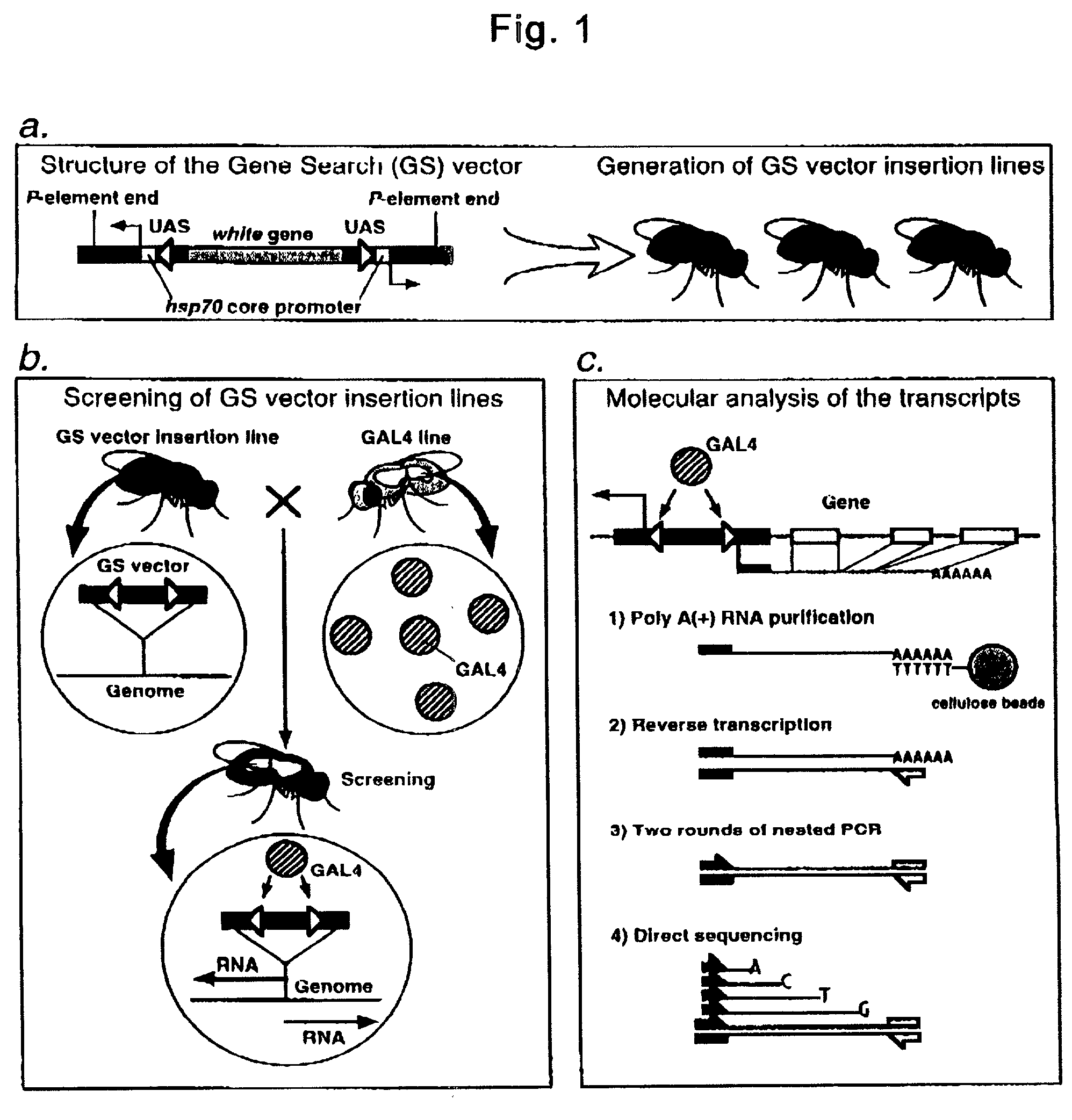 Gene Search Vector and Gene Search Method