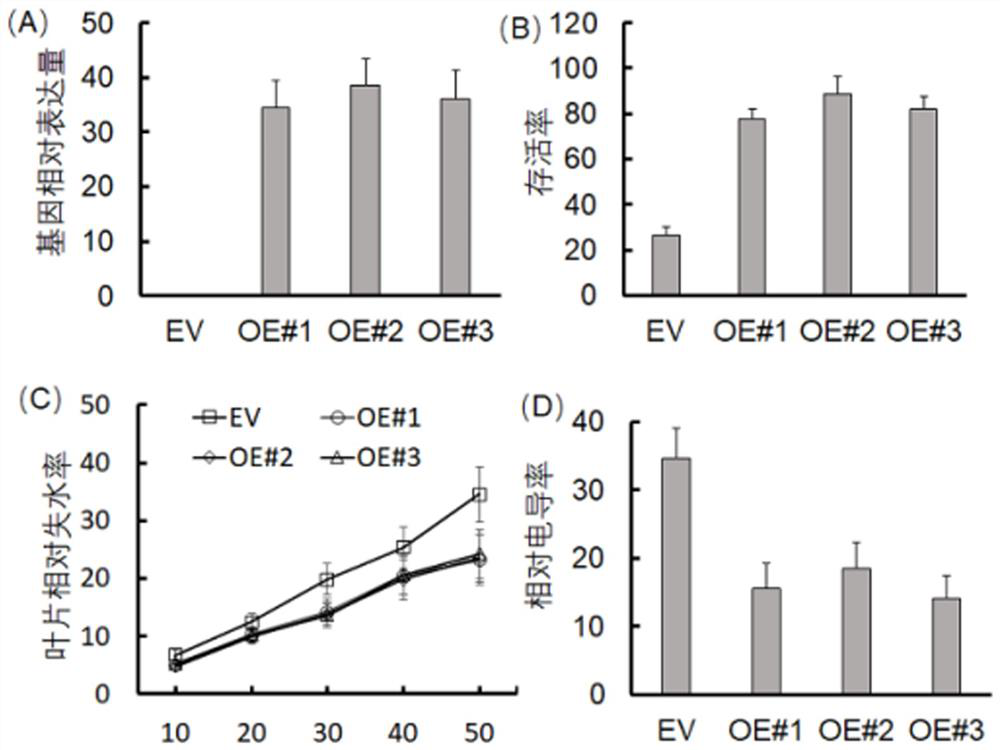 Application of grape vylhcb4 gene and its encoded protein and gene in the breeding of stress resistant varieties