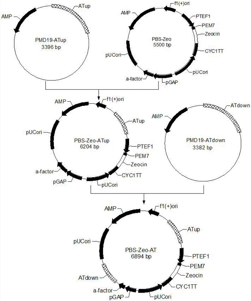 Schizochytrium limacinum strain as well as building method and application thereof