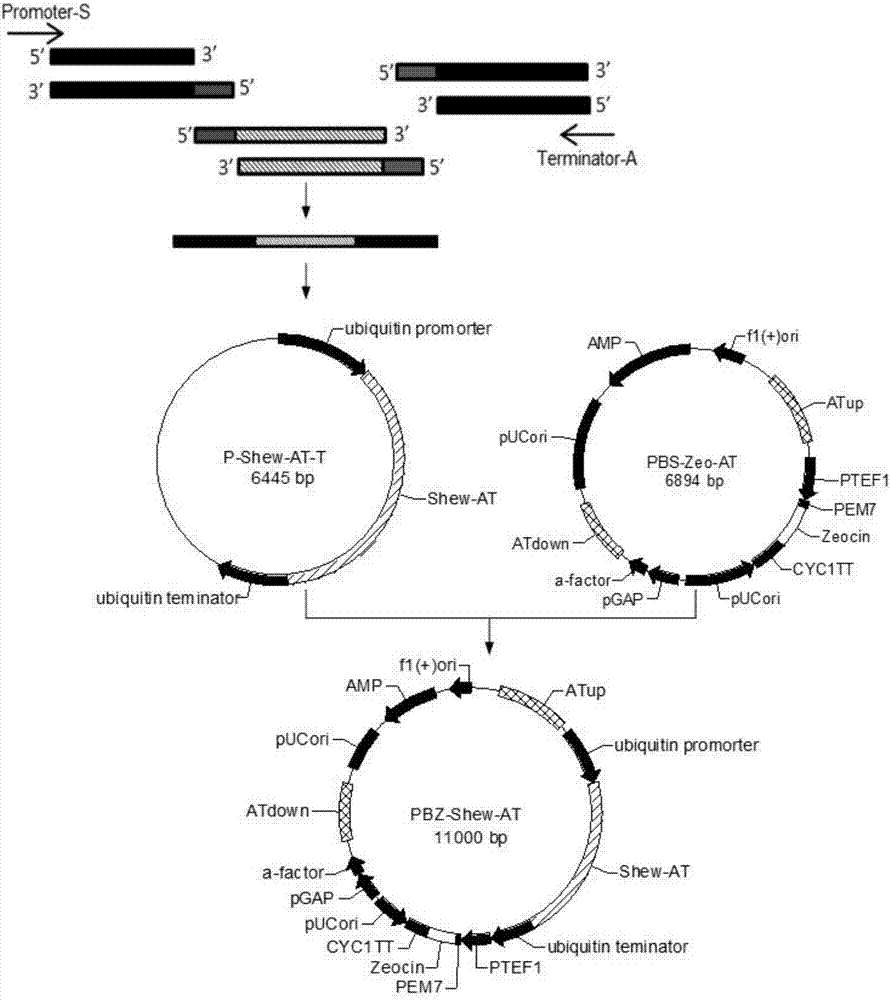 Schizochytrium limacinum strain as well as building method and application thereof