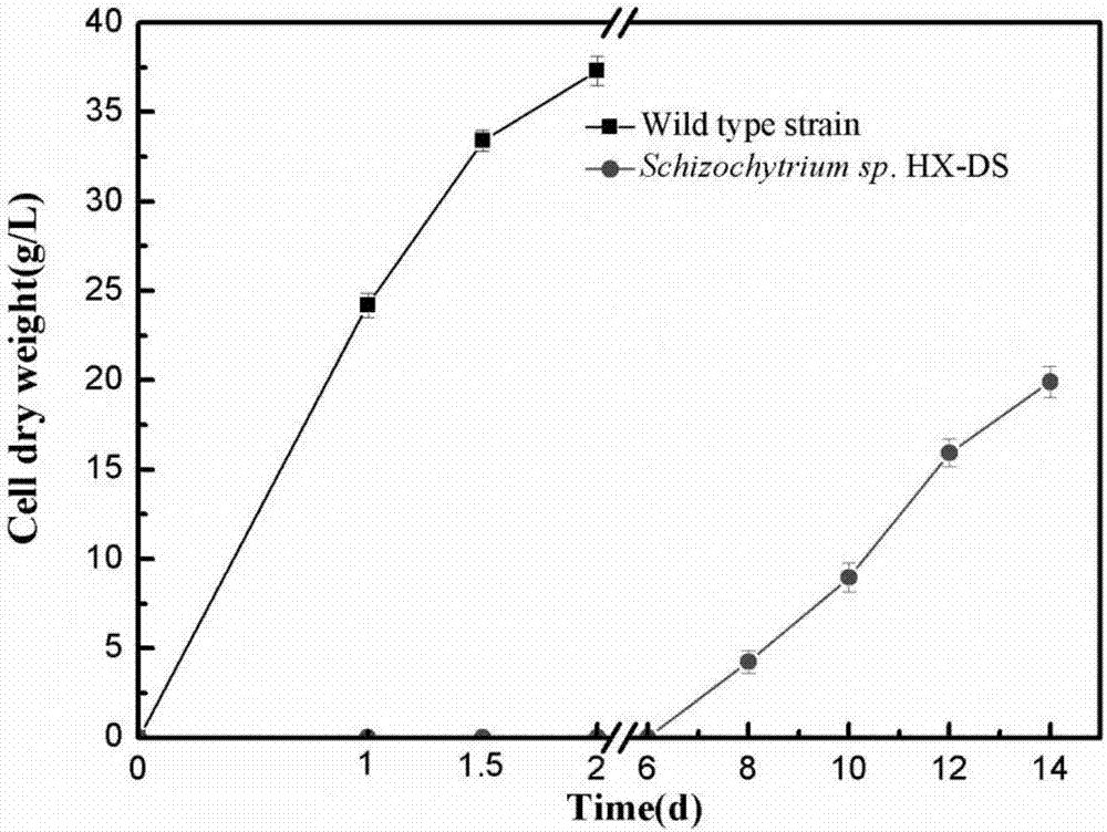 Schizochytrium limacinum strain as well as building method and application thereof