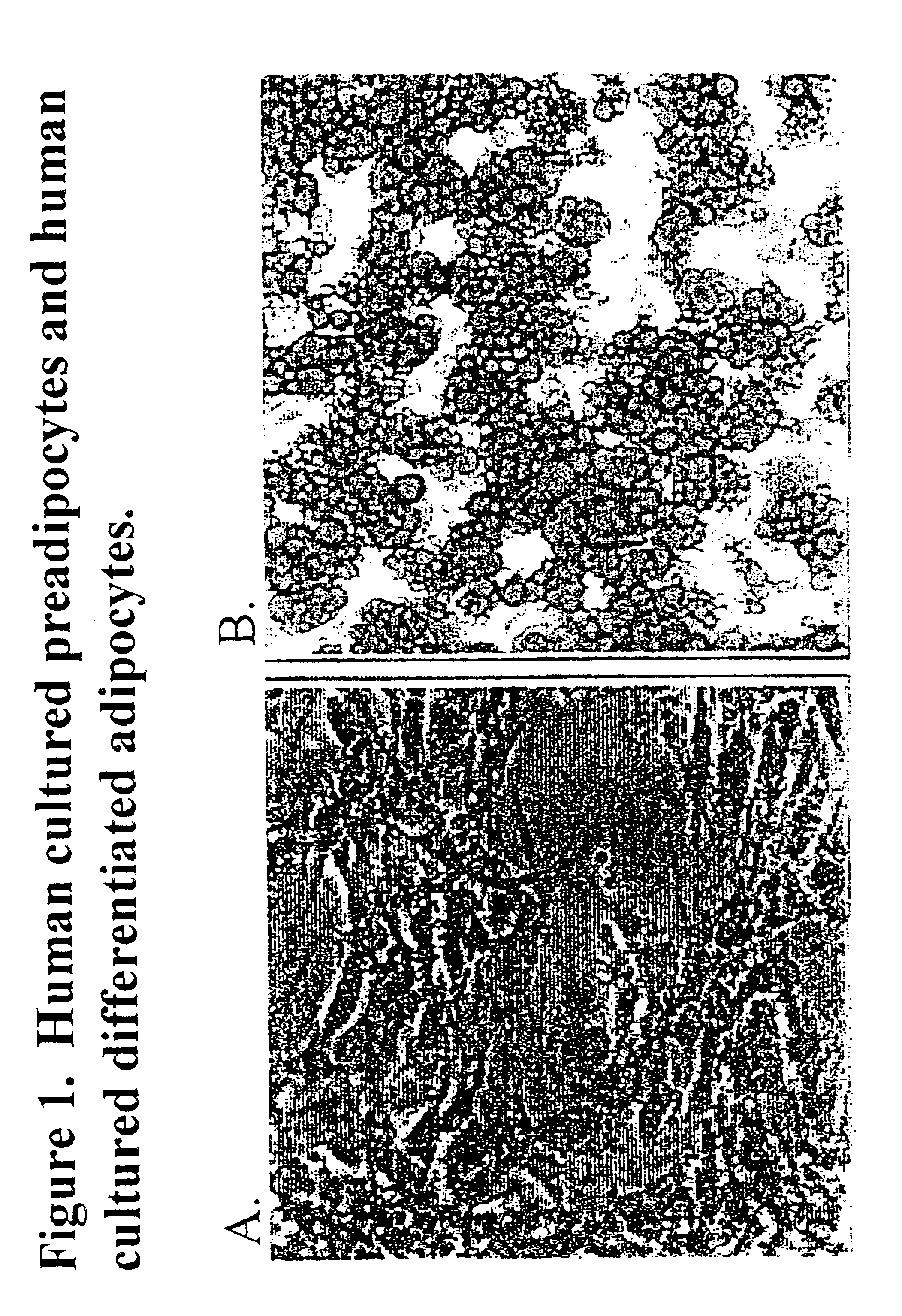 Methods and compositions for the differentiation of human preadipocytes into adipocytes