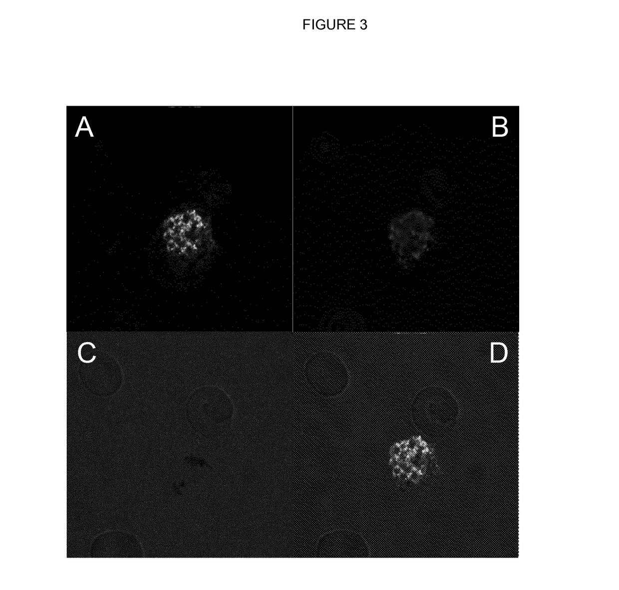 Anti-plasmodium parasite antibodies