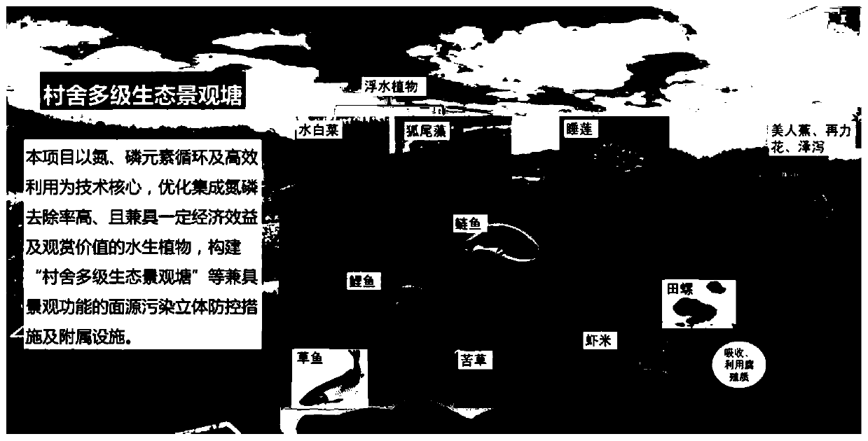 Village ecological landscape pond system for resource utilization of nitrogen and phosphorus in water body