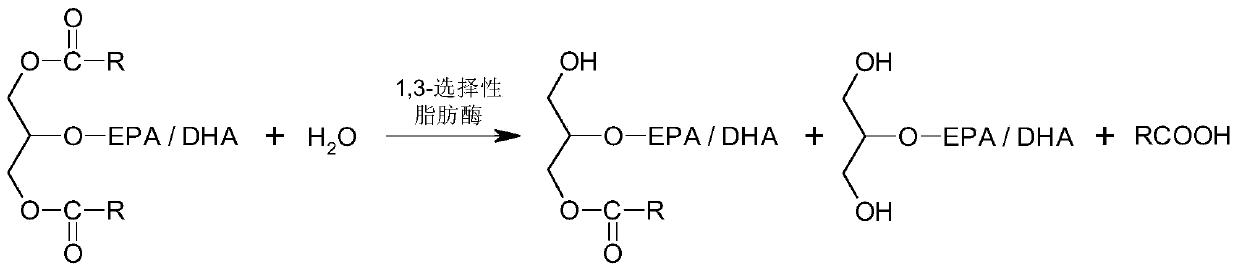 A method for preparing glyceride rich in epa and dha by enzymatic catalysis
