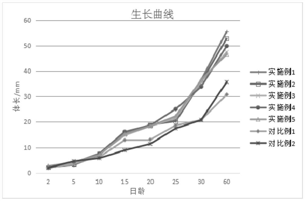 High-survival-rate and high-growth-rate artificial breeding method for acanthopagrus latus