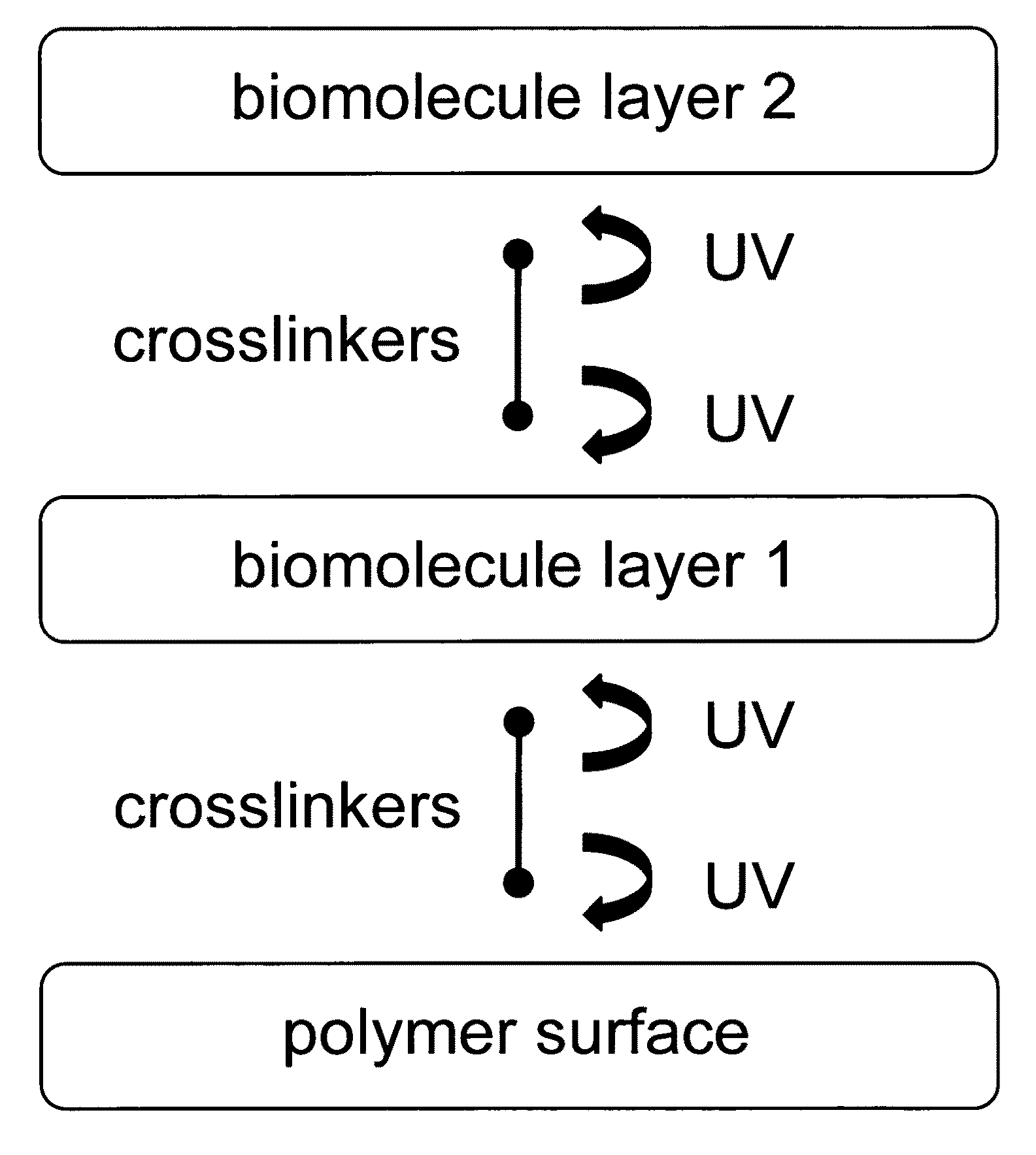 Sequential coupling of biomolecule layers to polymers