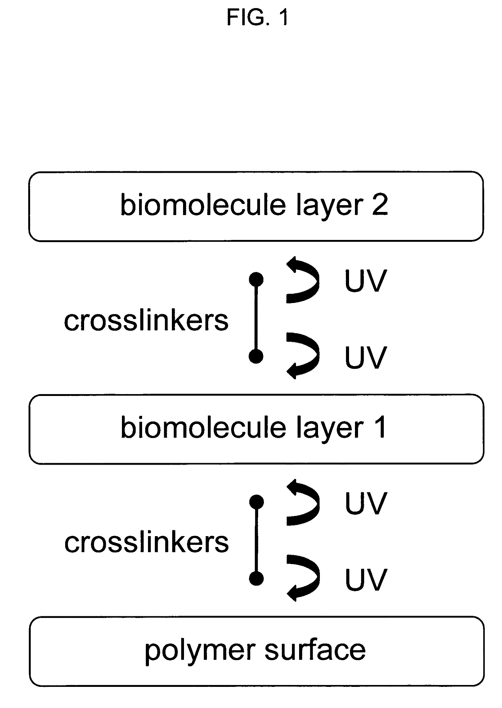 Sequential coupling of biomolecule layers to polymers