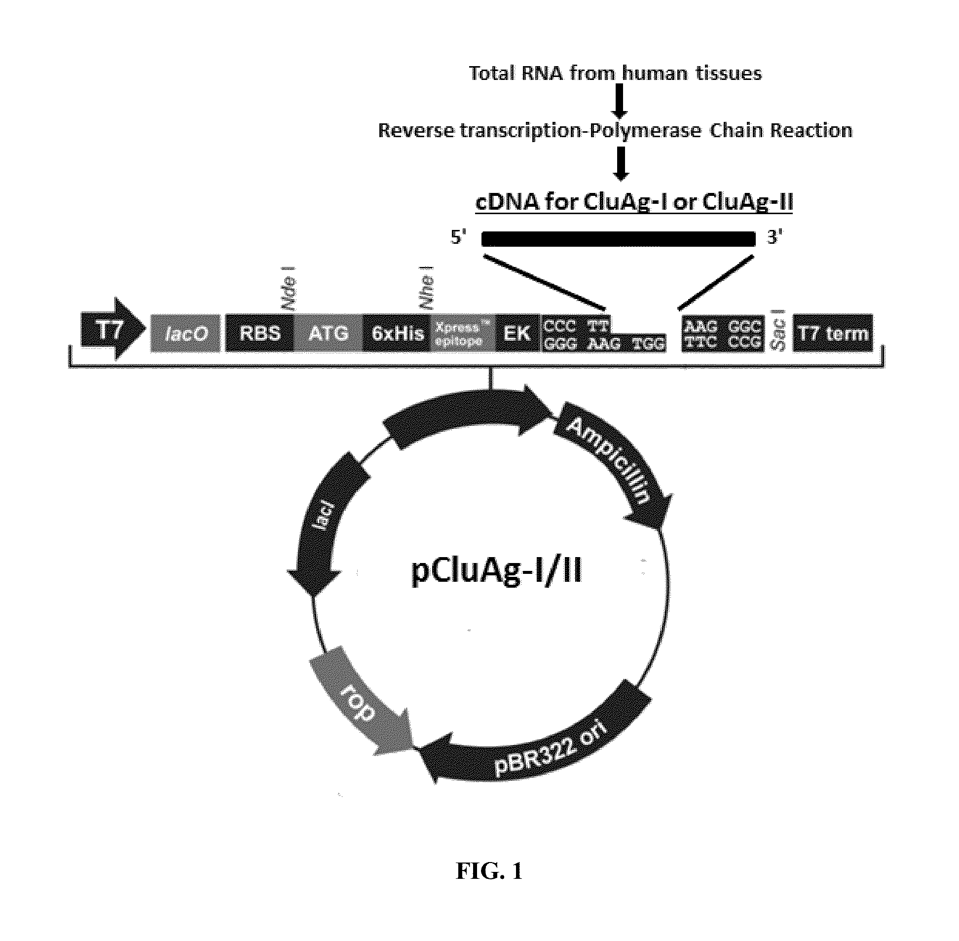 Recombinant clusterin and use thereof in the treatment and prevention of disease