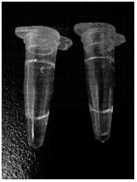 Chikungunya virus isothermal amplification detection kit and primer thereof