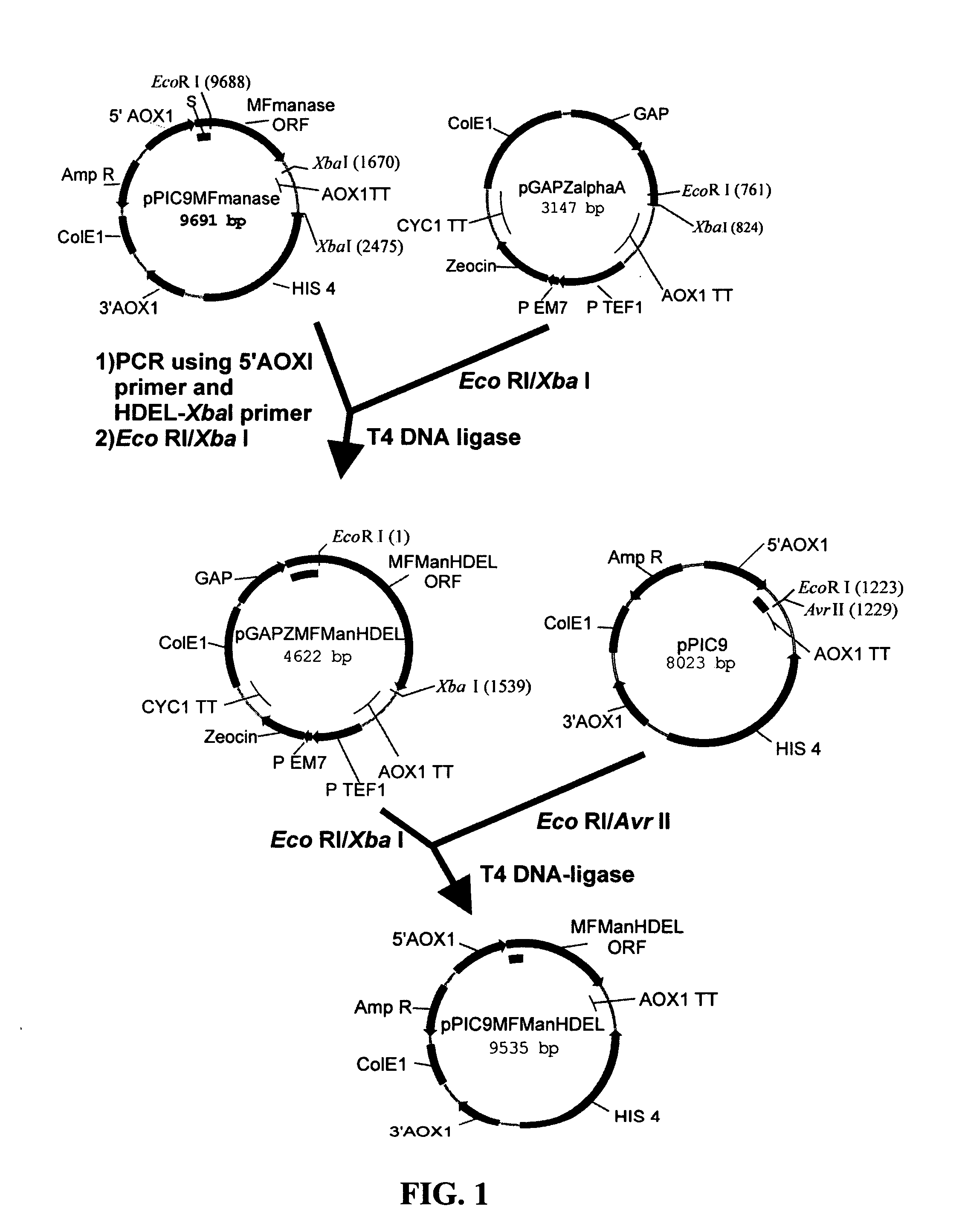 Protein glycosylation modification in methylotrophic yeast