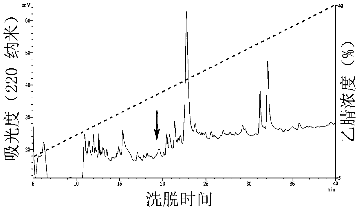 Anti-gout active polypeptide RDP2 as well as preparation method and application thereof