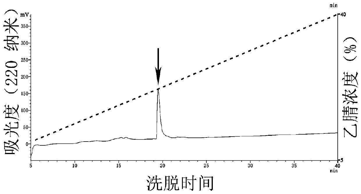 Anti-gout active polypeptide RDP2 as well as preparation method and application thereof