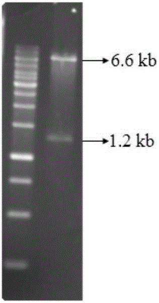 Corynebacterium glutamicum engineering strain for producing 5-aminolevulinic acid