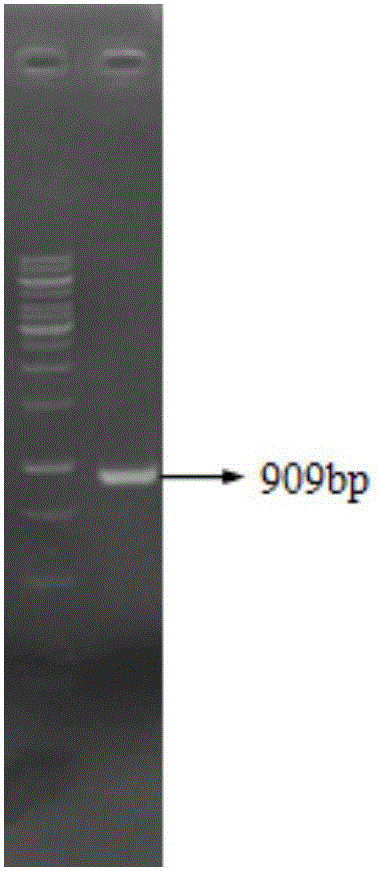 Corynebacterium glutamicum engineering strain for producing 5-aminolevulinic acid