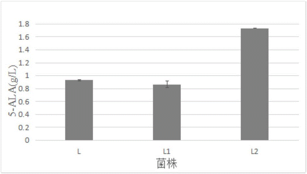 Corynebacterium glutamicum engineering strain for producing 5-aminolevulinic acid