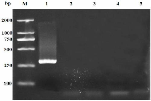 Method for detecting fish contagious hemopoietic organ necrosis virus based on RPA