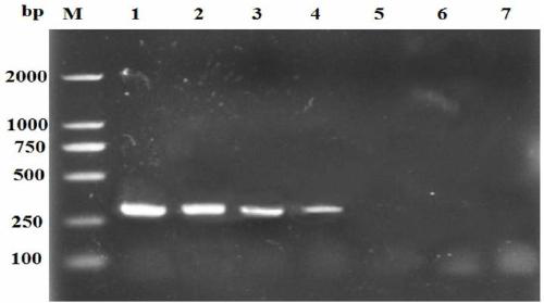 Method for detecting fish contagious hemopoietic organ necrosis virus based on RPA