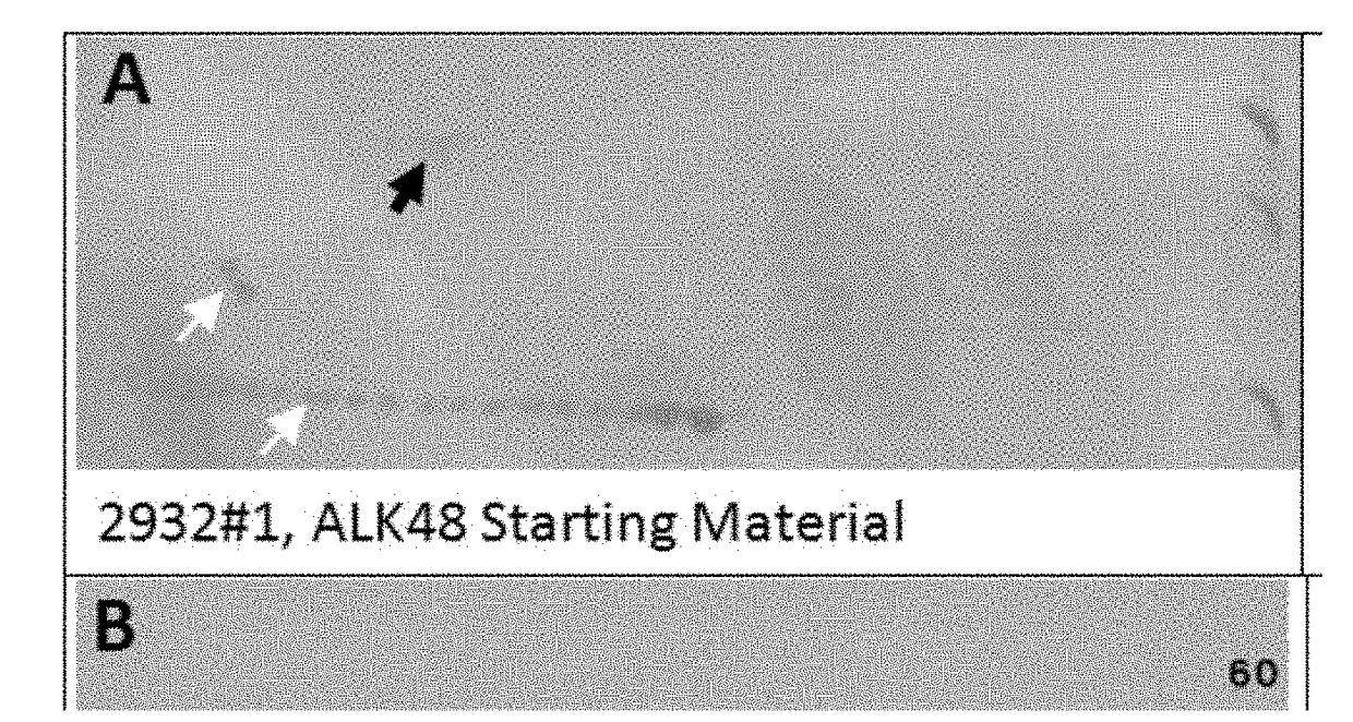 Protein standard compositions and methods of making and using the same