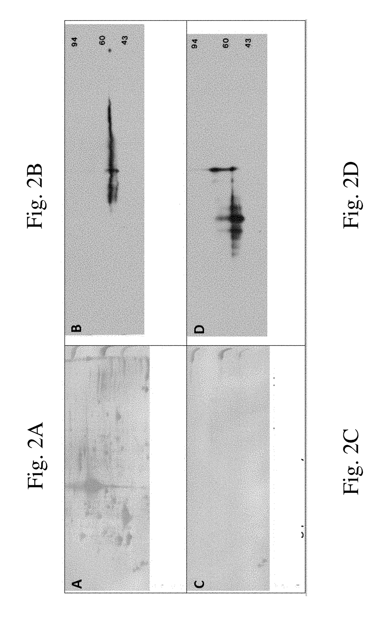 Protein standard compositions and methods of making and using the same