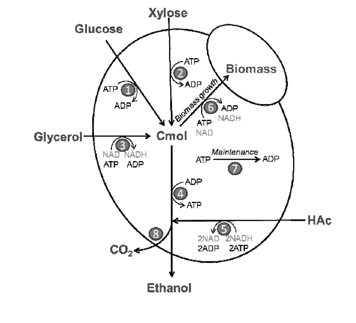 Acetate consuming yeast cell