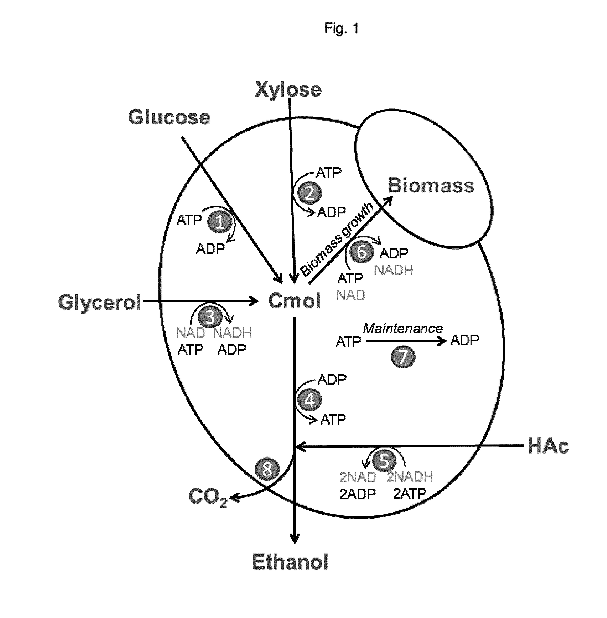 Acetate consuming yeast cell